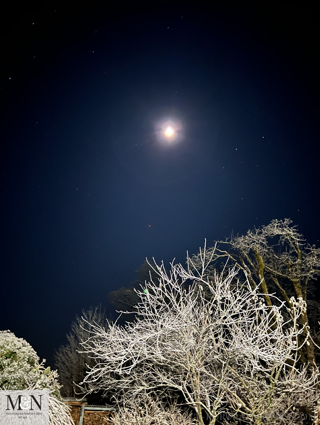 Frost and snow on foliage and trees