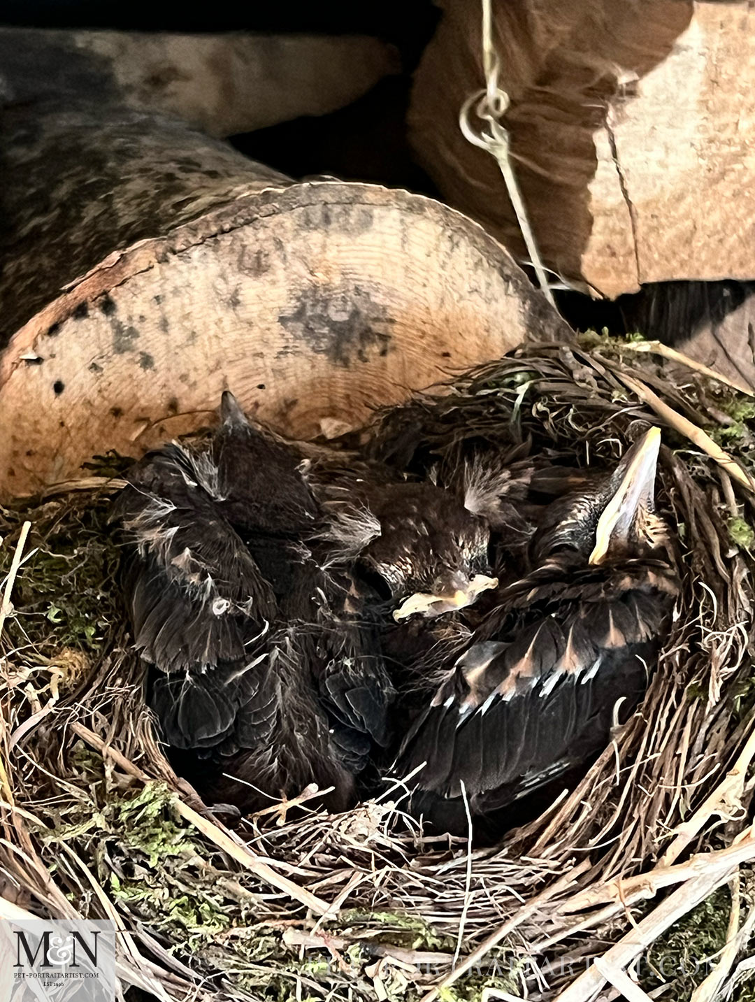 Baby Blackbirds