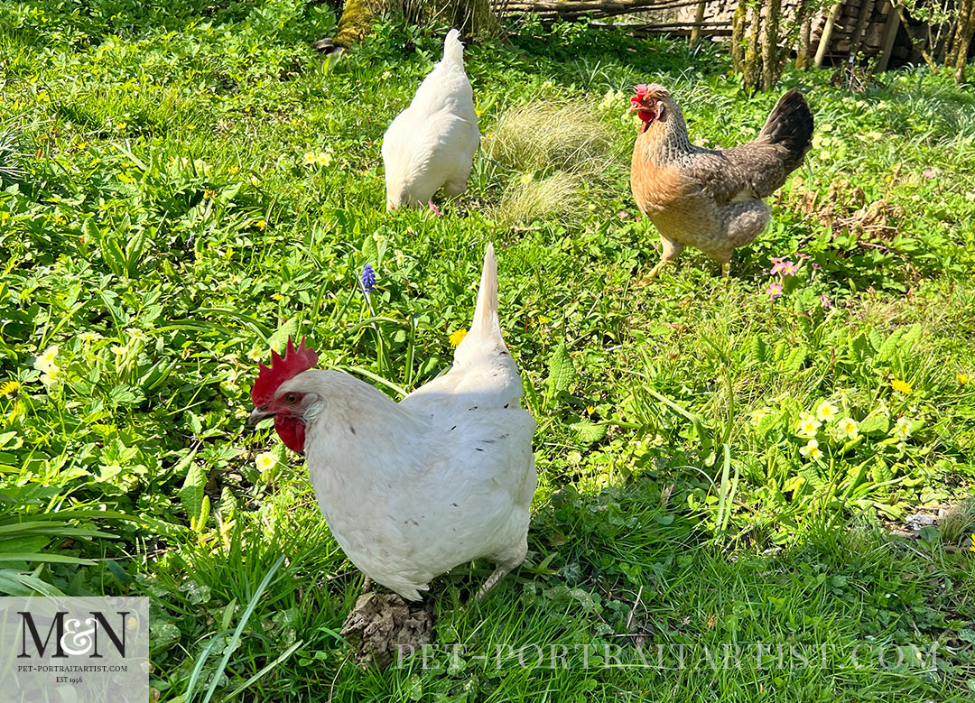 Melanie's April Monthly News - Chickens