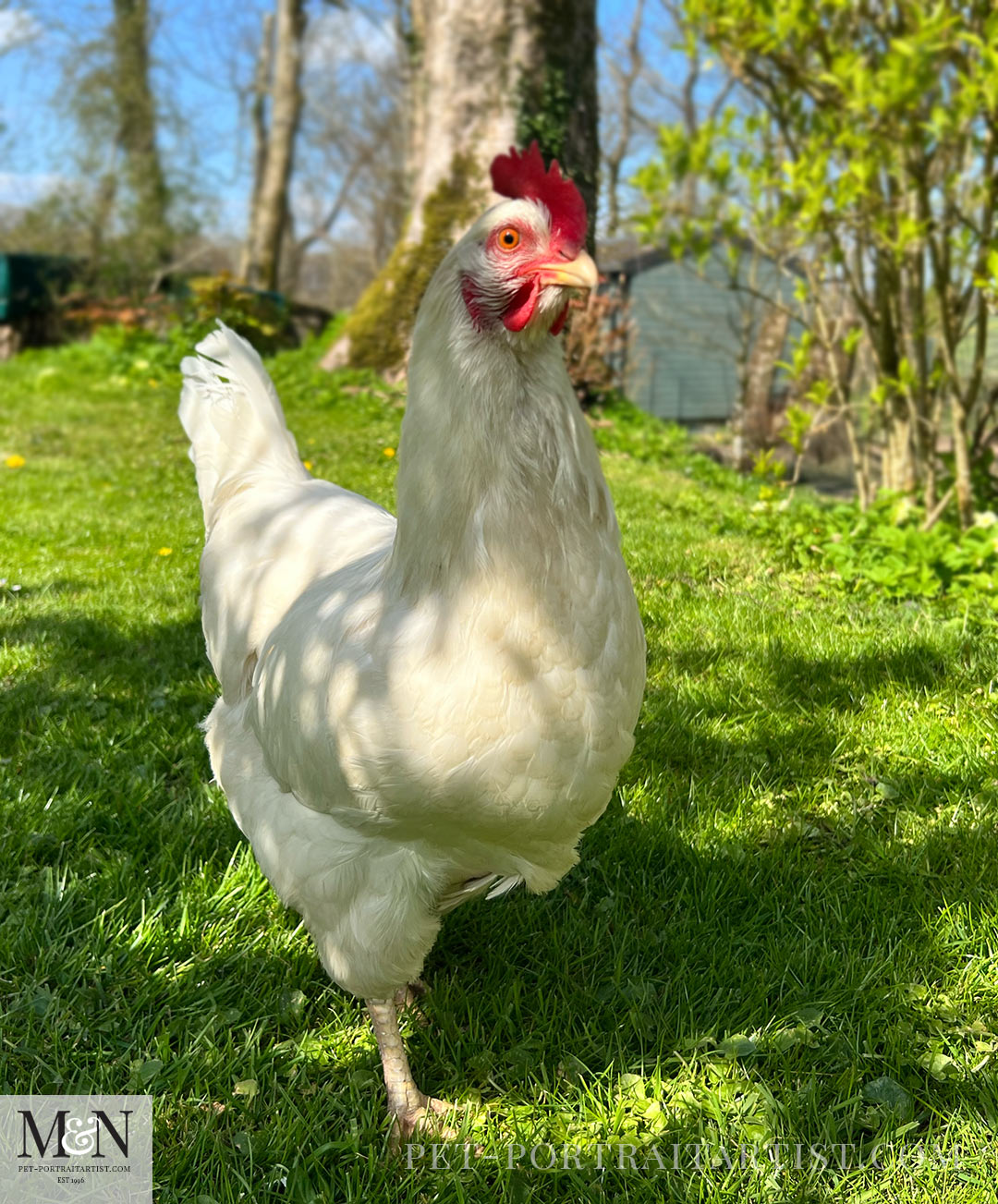 Melanie's April Monthly News - Chickens