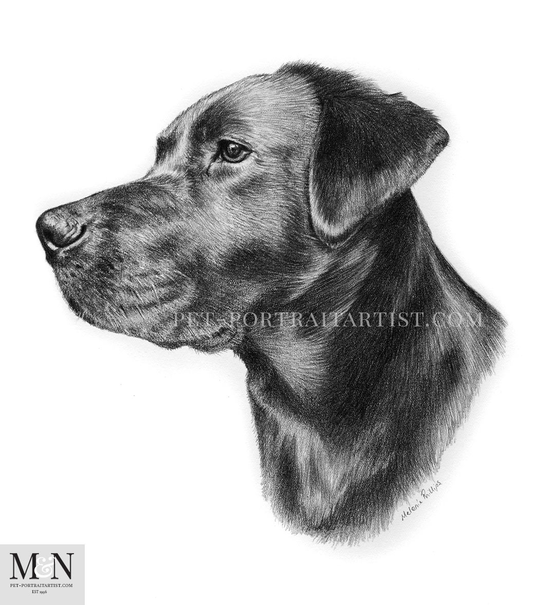 Melanie's March Monthly News! Pencil pet portrait of Betty