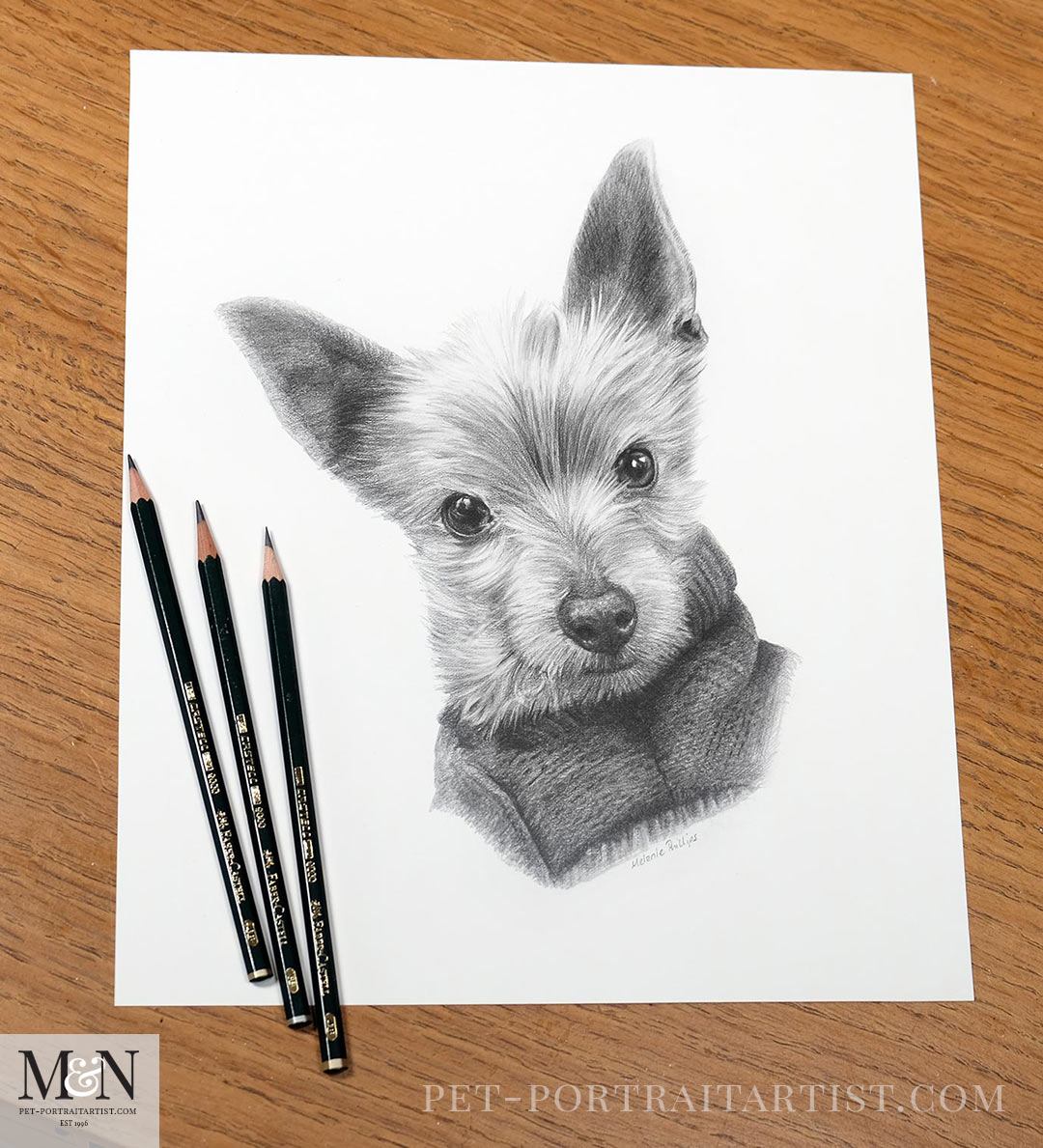 Pencil drawing of Blue by Melanie Phillips