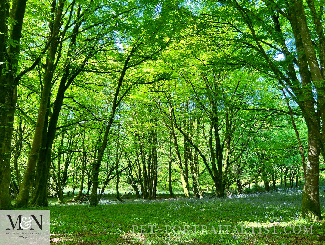 Bluebell walk