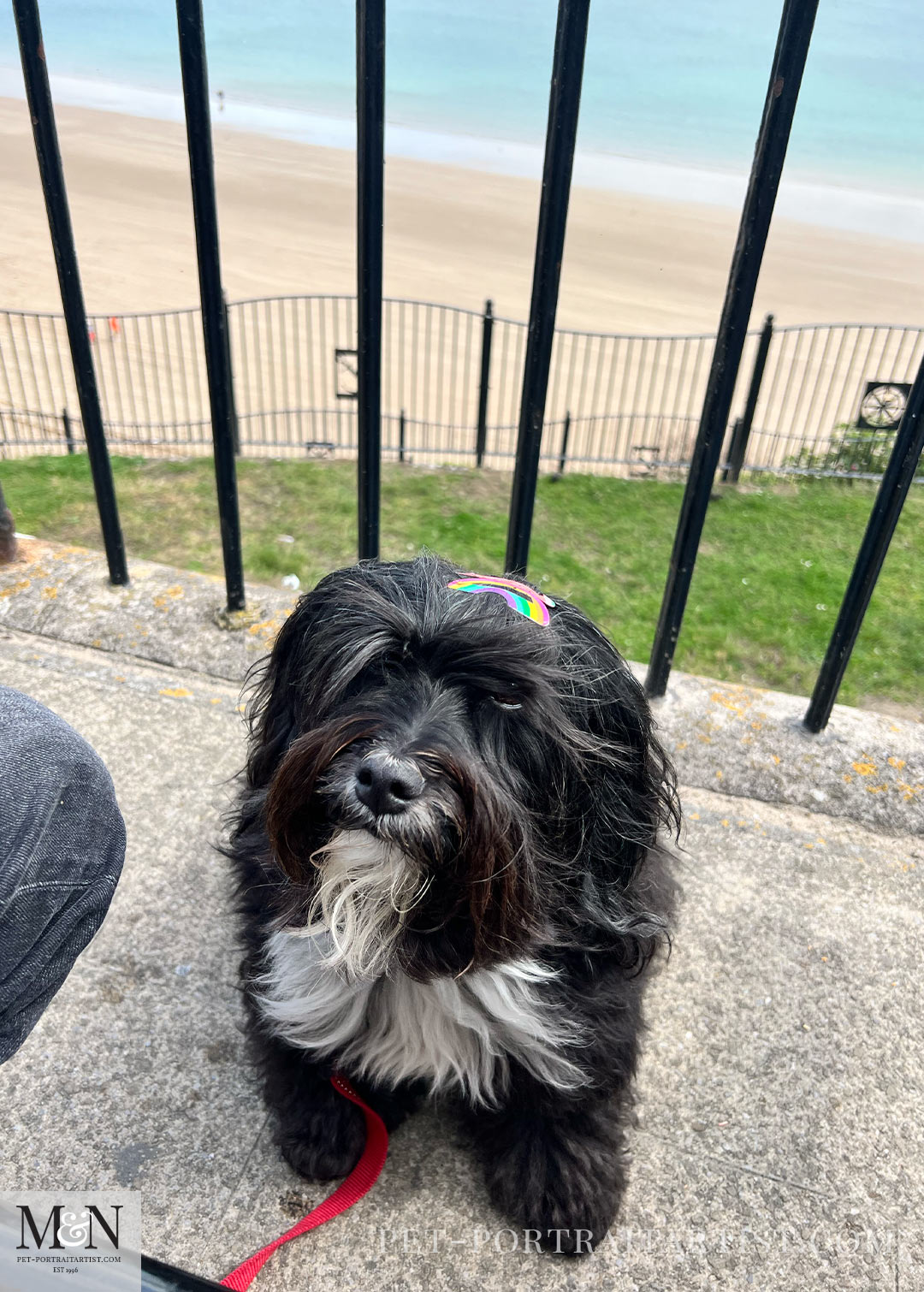 Lily in Tenby