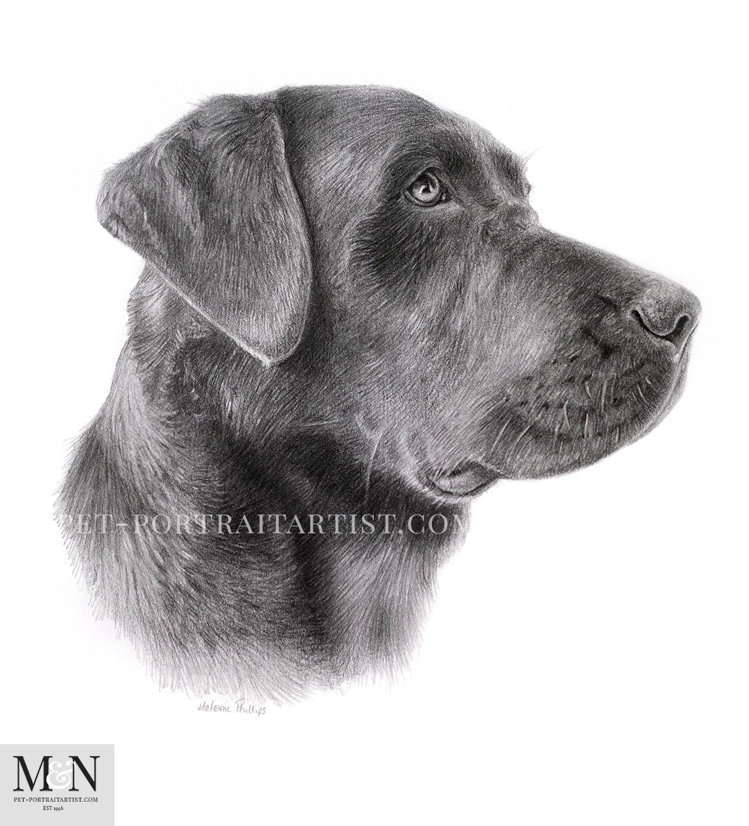 Pencil Drawing of Labrador by Melanie Phillips