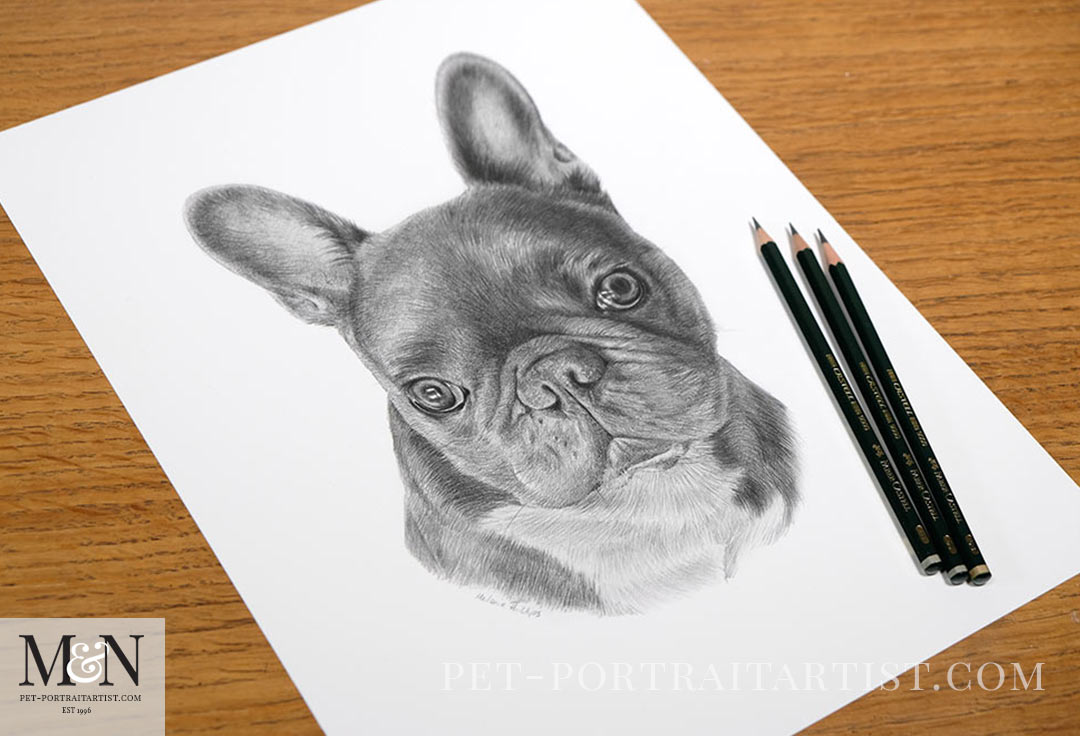 Pencil pet portraits by Melanie Phillips Melanie's Monthly News in August