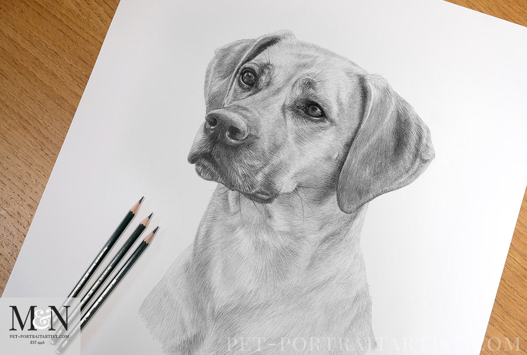 Pencil drawing by Melanie Phillips