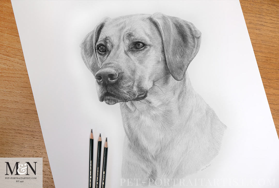 Copper the Brave Pencil Drawing