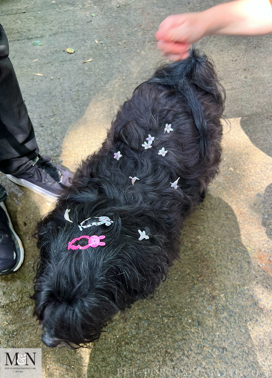 Pretty Lily the Tibetan Terrier