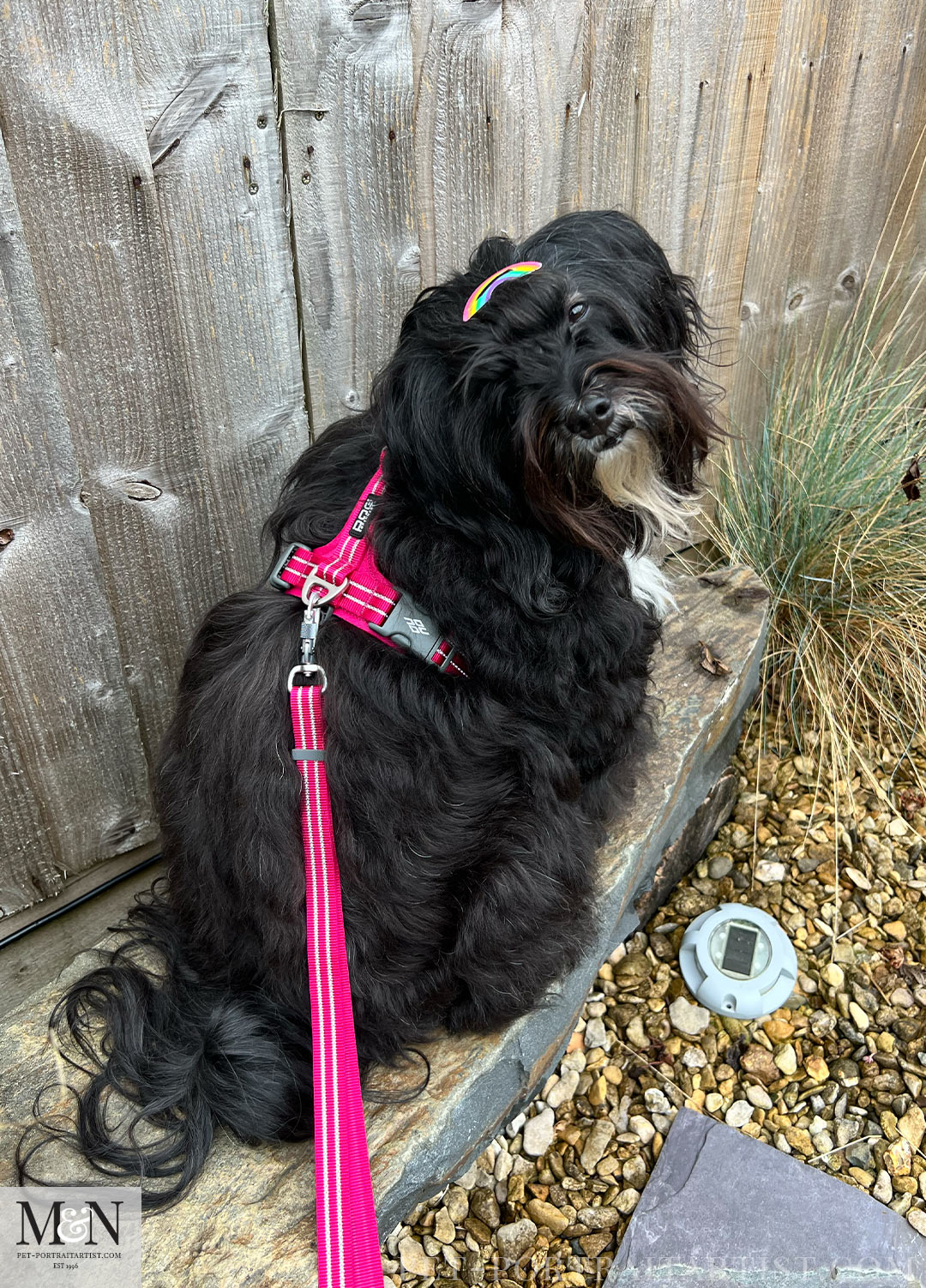 Lily's new Pink Harness! She is definitely a girl!