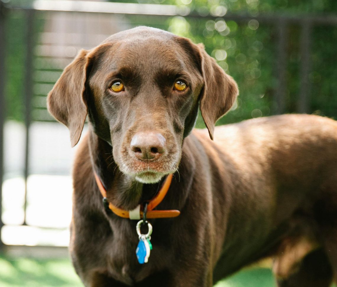 A Guide To Pets For Pet Portraits Melanie Nicholas A Guide To Pets For Pet Portraits 1140x972 