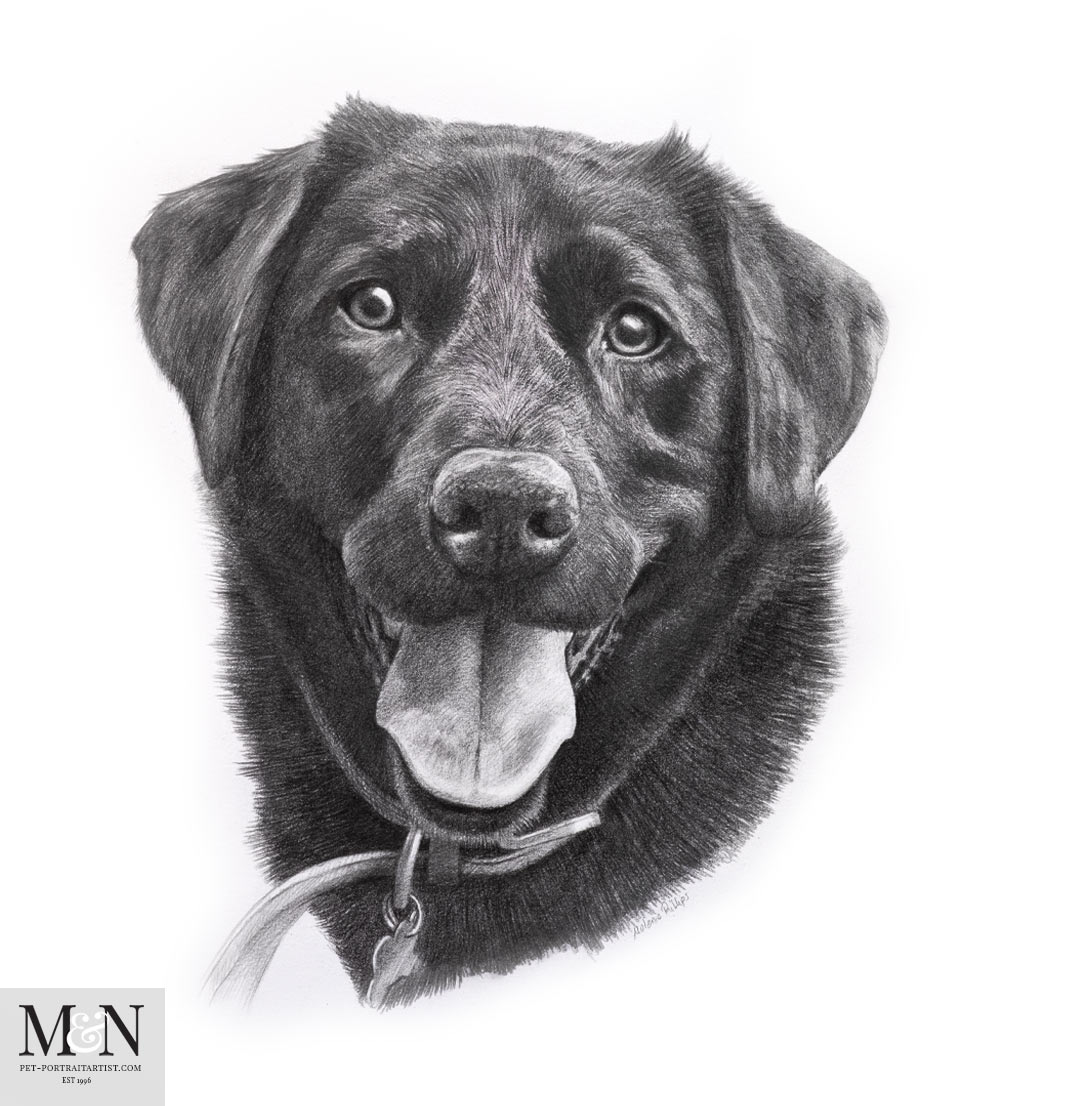 Black Labrador Pencil Portrait