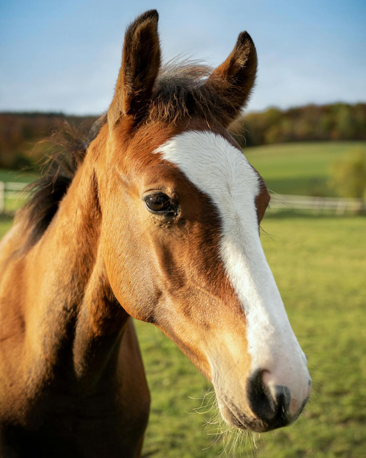 Capturing the Perfect Horse Photo for Pet Portrait