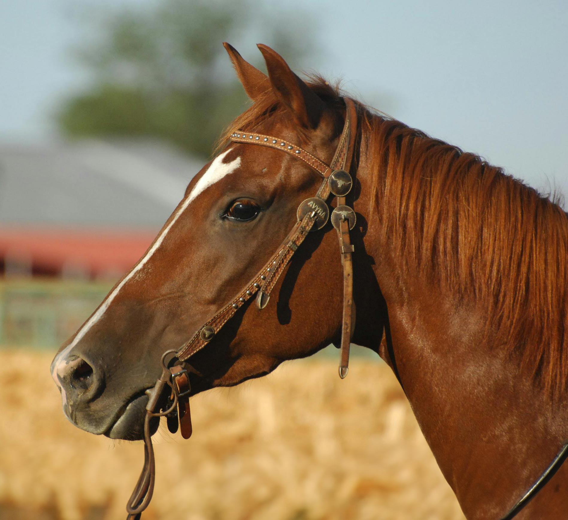 Horse portrait photography