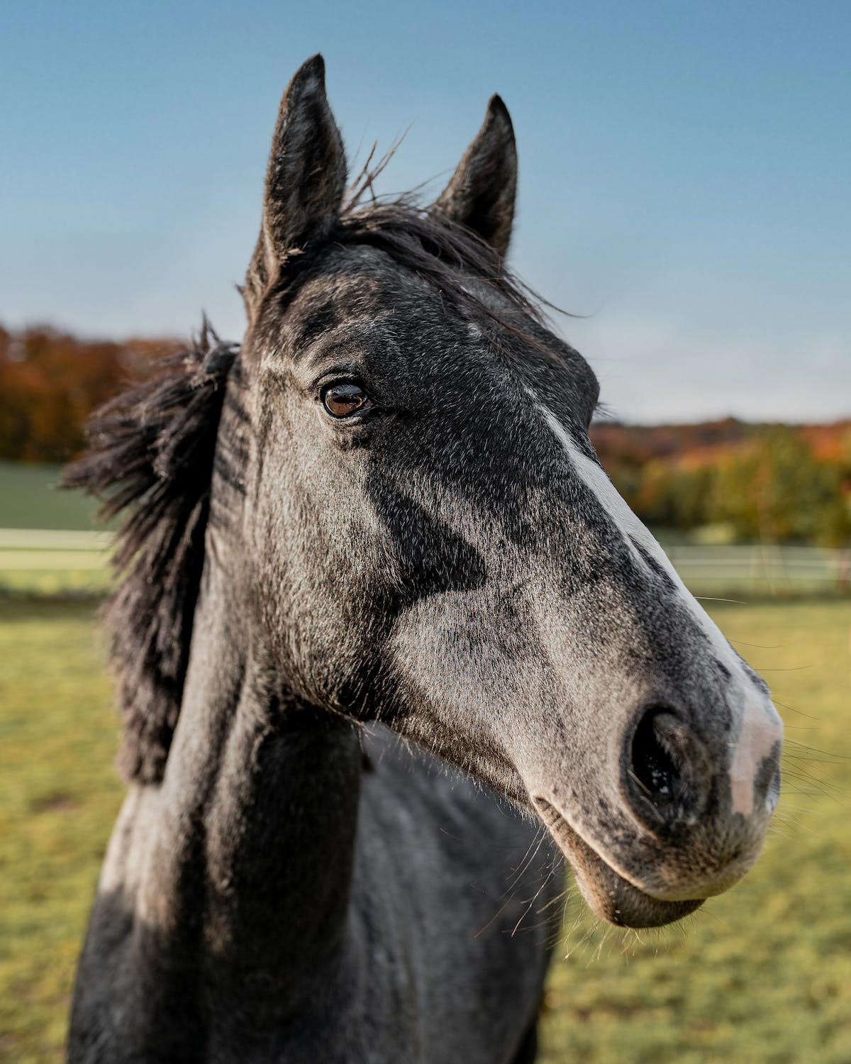 Capturing the Perfect Horse Photo for Pet Portrait