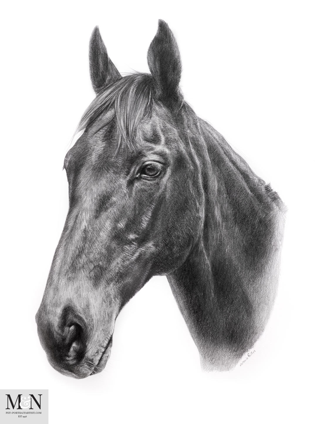 Horse Pencil Drawing