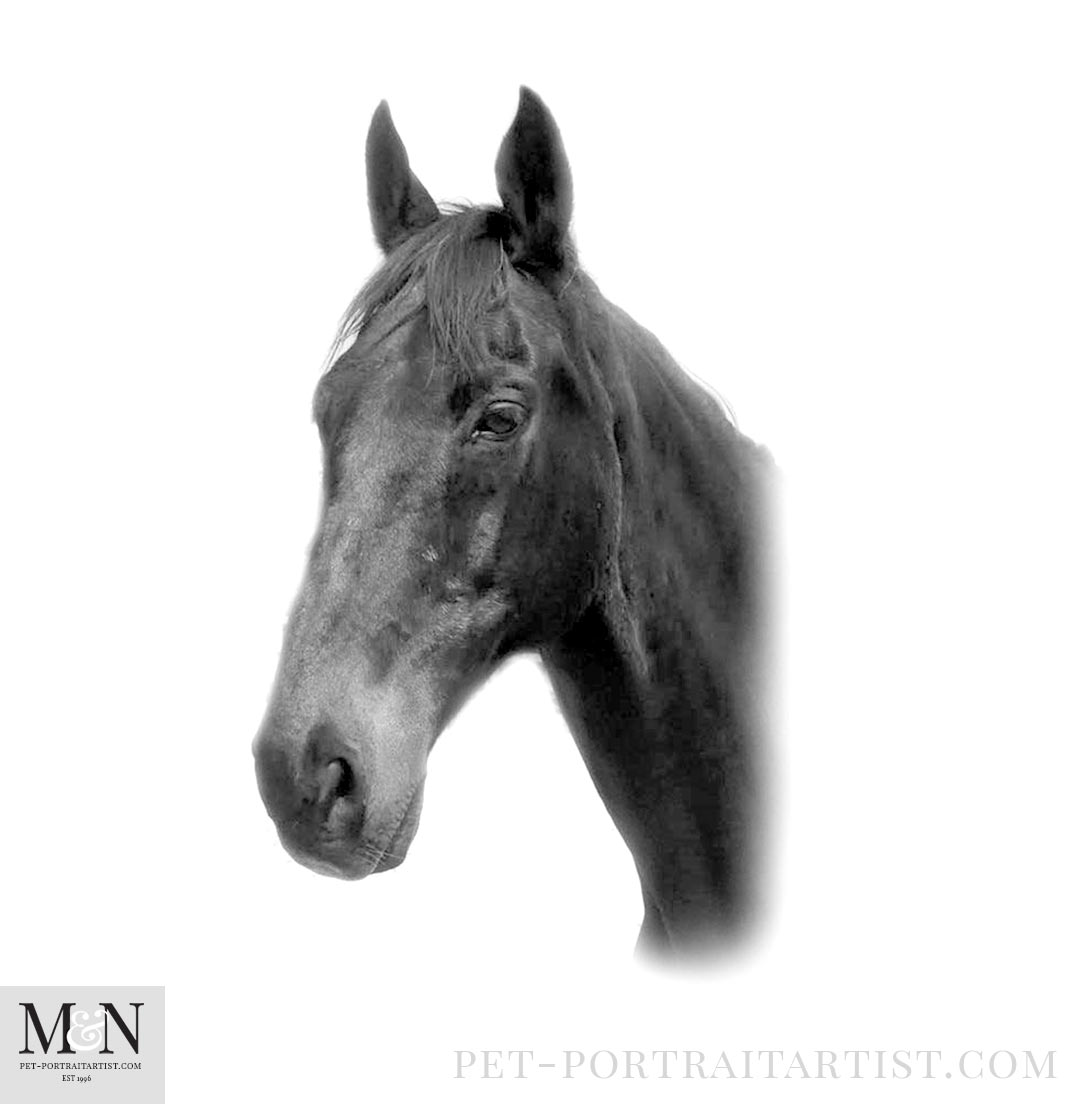 Horse Pencil Drawing