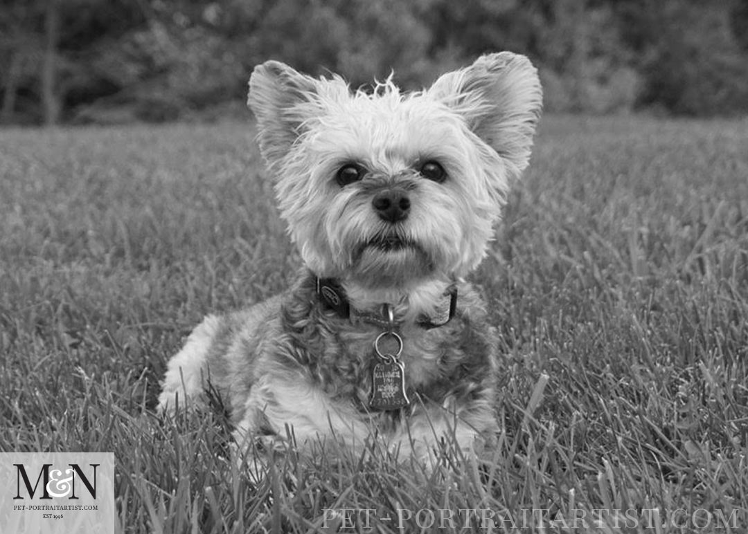 Yorkshire Terrier Pencil Pet Portrait