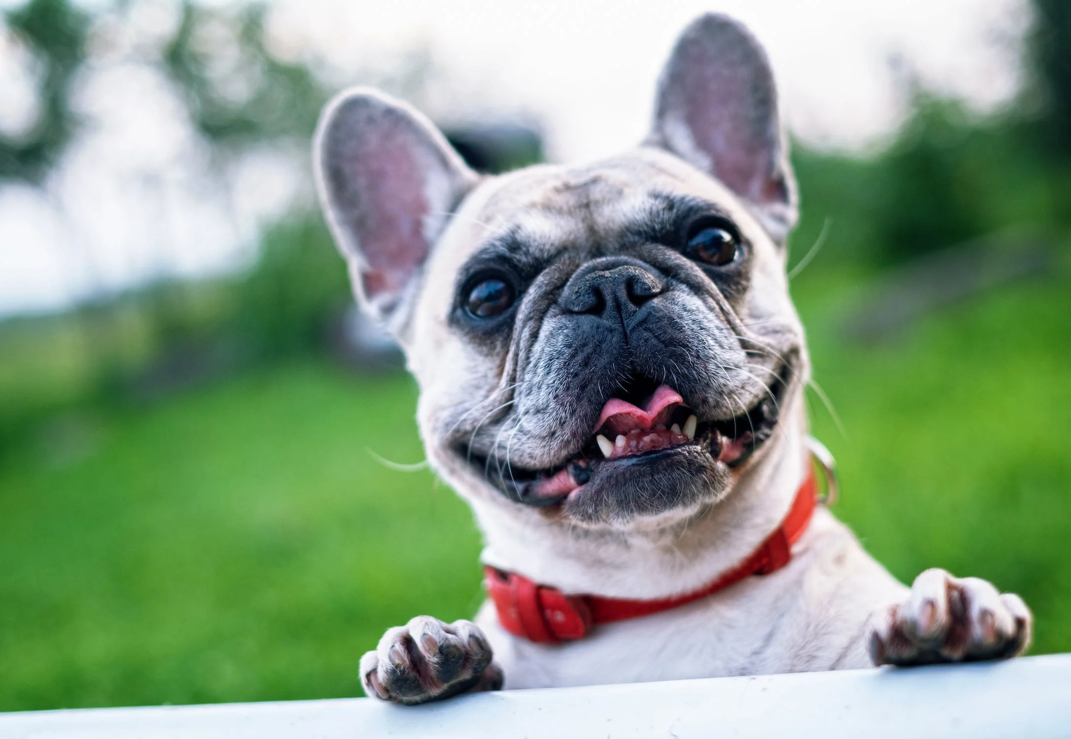 A Guide to Photographing Pets for Pet Portraits
