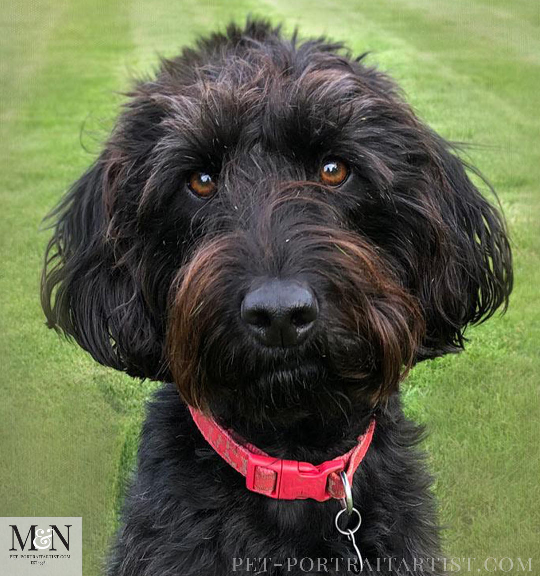 Labradoodle Pet Portrait in Oils