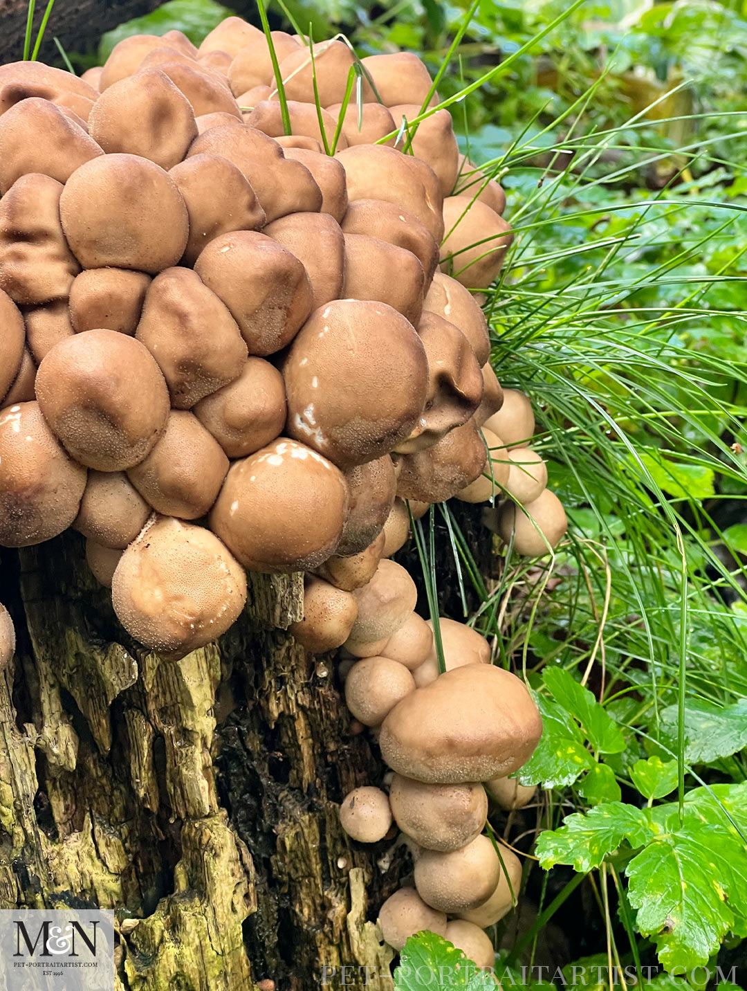 Toadstools and Fungi