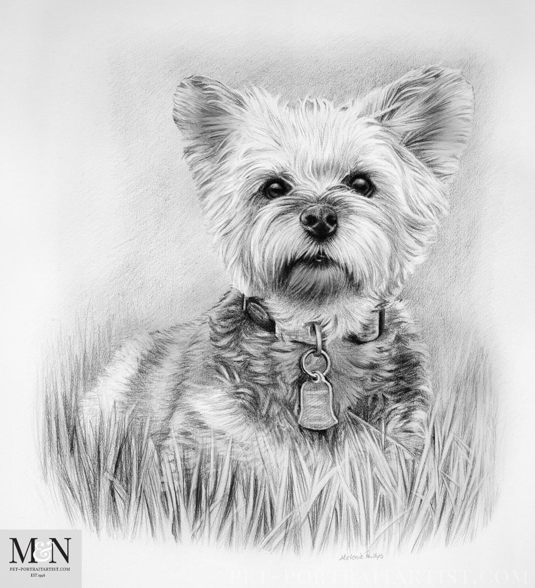 Yorkshire Terrier Pencil Pet Portrait