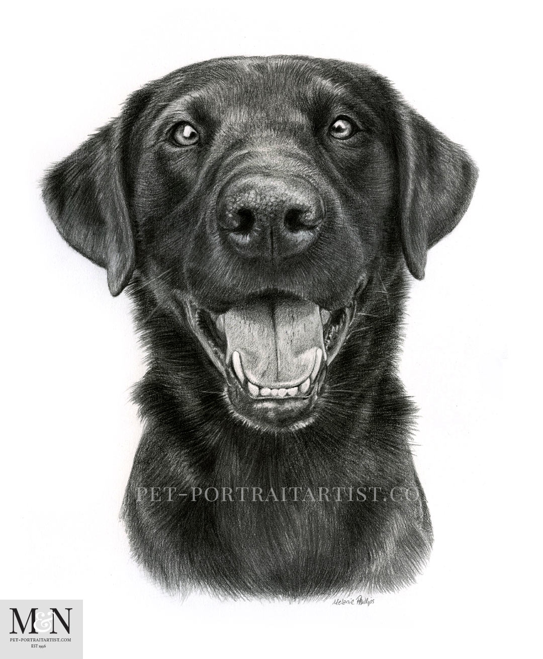 Black Labrador Pet Portraits