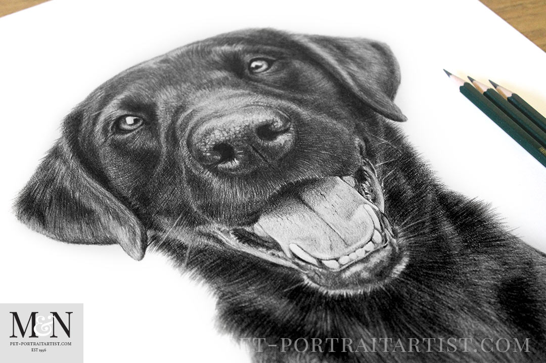 Black Labrador Pet Portrait photos