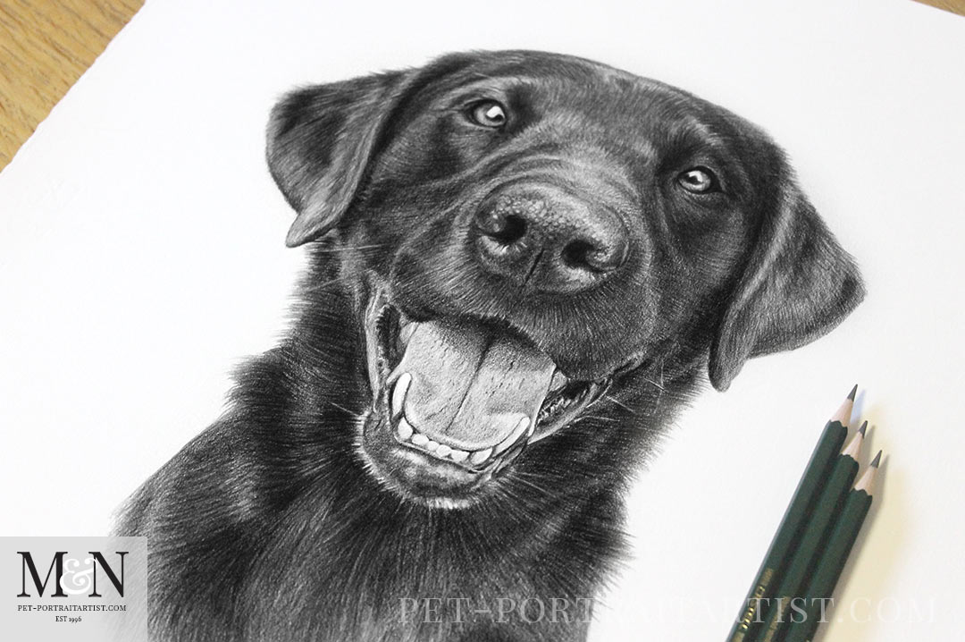 Black Labrador Pet Portraits
