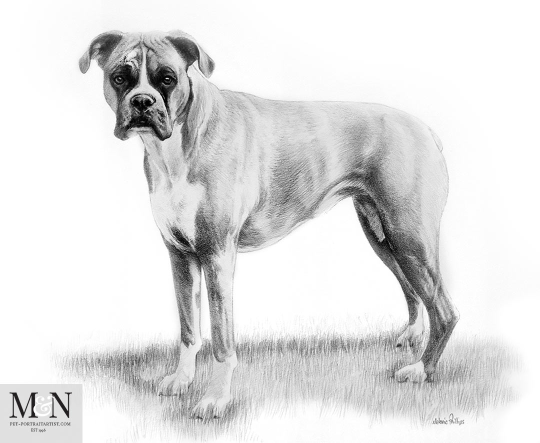 Boxer Dog Pencil Drawing