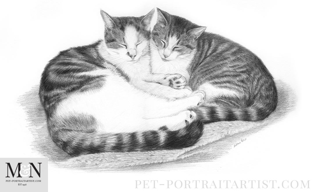 Double Cat Pencil Pet Portrait