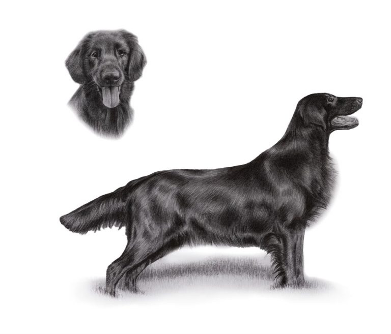flat-coated-retriever-drawing-melanie-nicholas