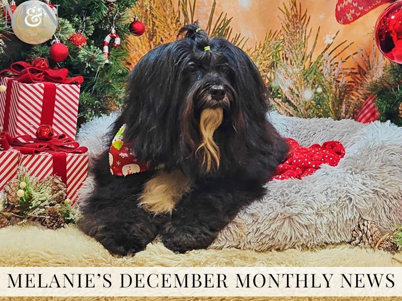 Melanie’s December Monthly News