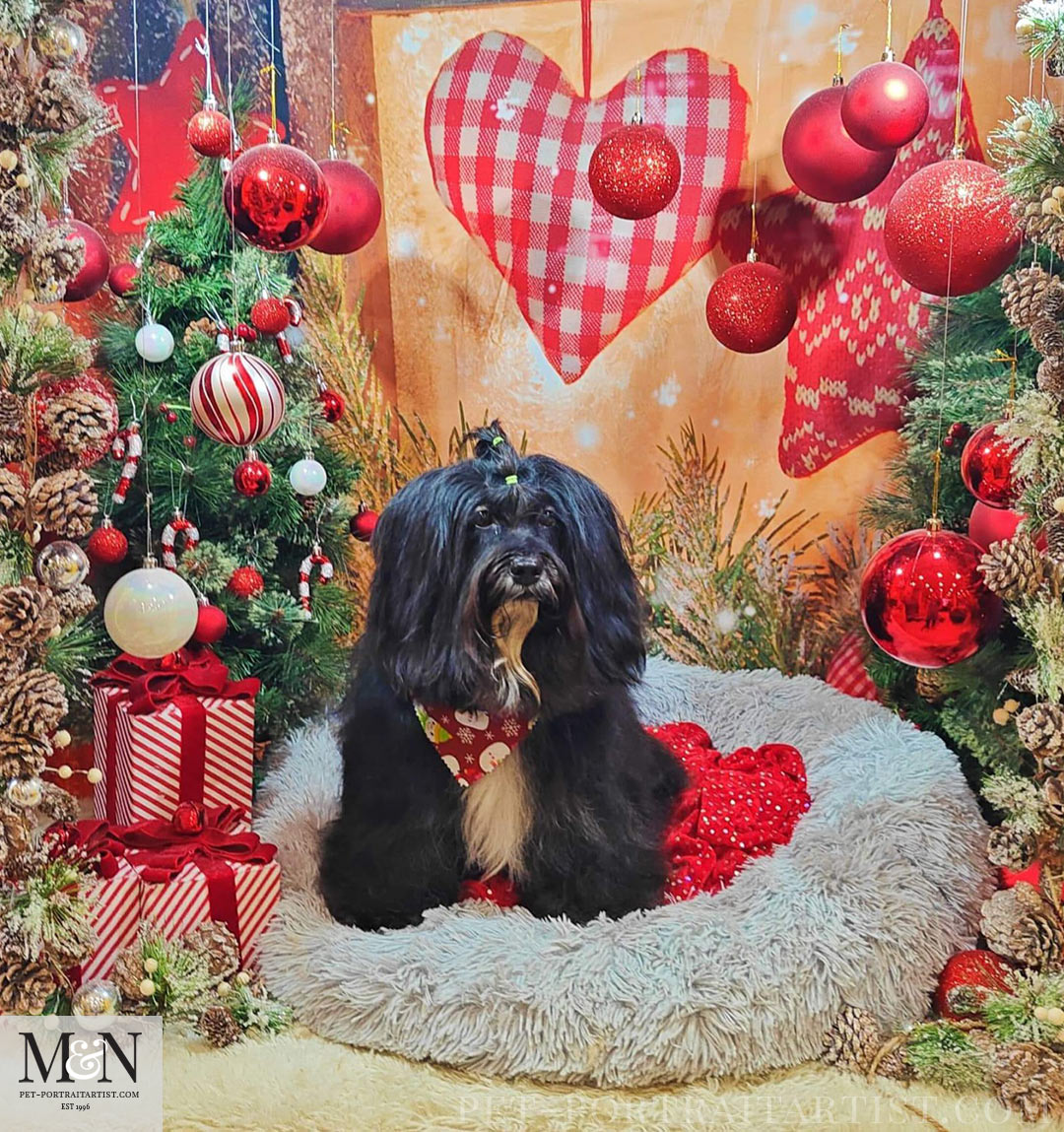 Lily Tibetan Terrier got Groomed For Christmas