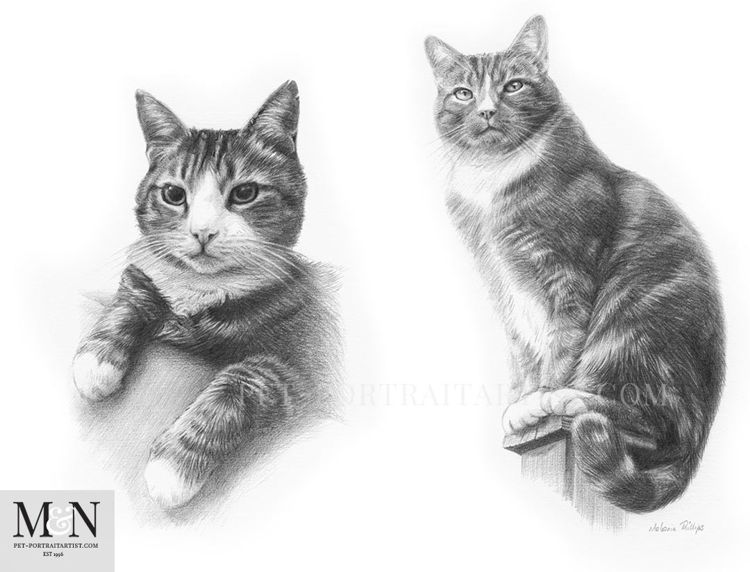 Cat Drawing of Rufus & Floyd
