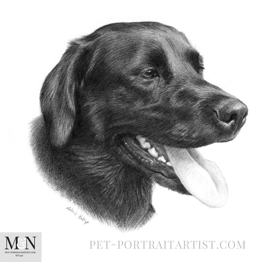 Pencil Dog Portrait of Peppa