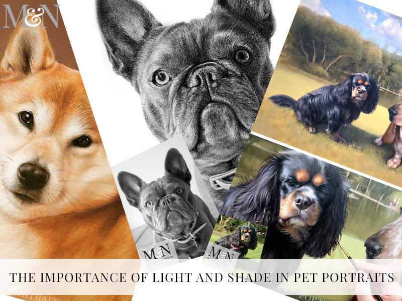 The Importance of Light and Shade in Pet Portraits