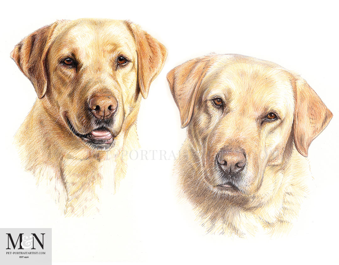 Coloured pencil drawing of two Labradors. 