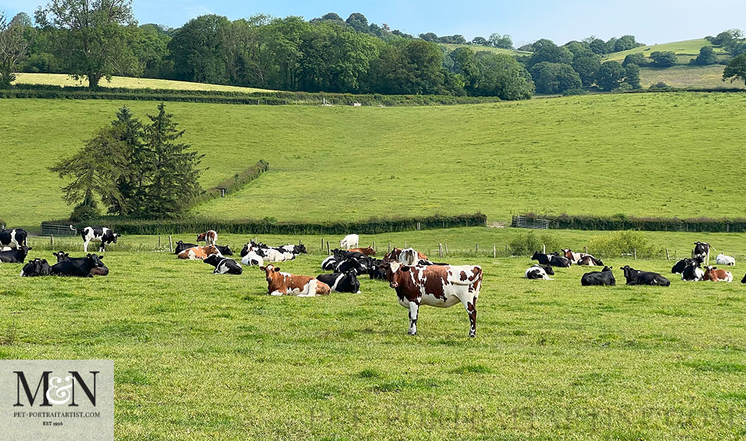 Happy cows which we had to traverse! 