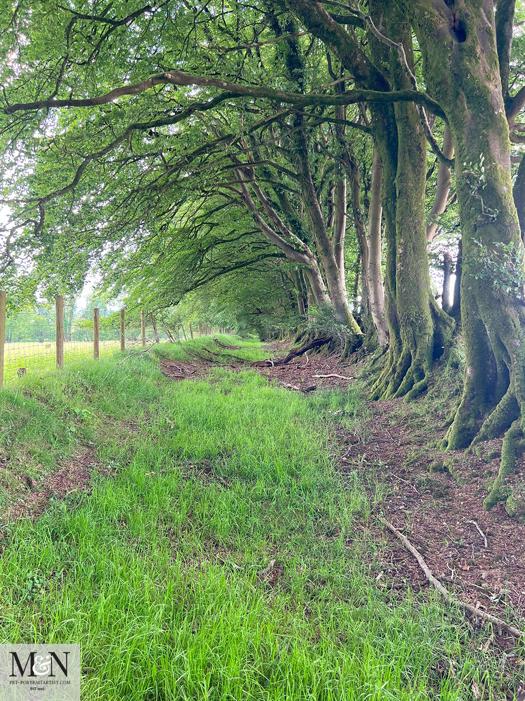 Old routes lines with beach trees 