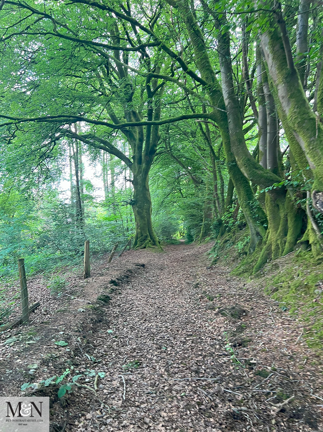 More beach tree lined trails on the walk 