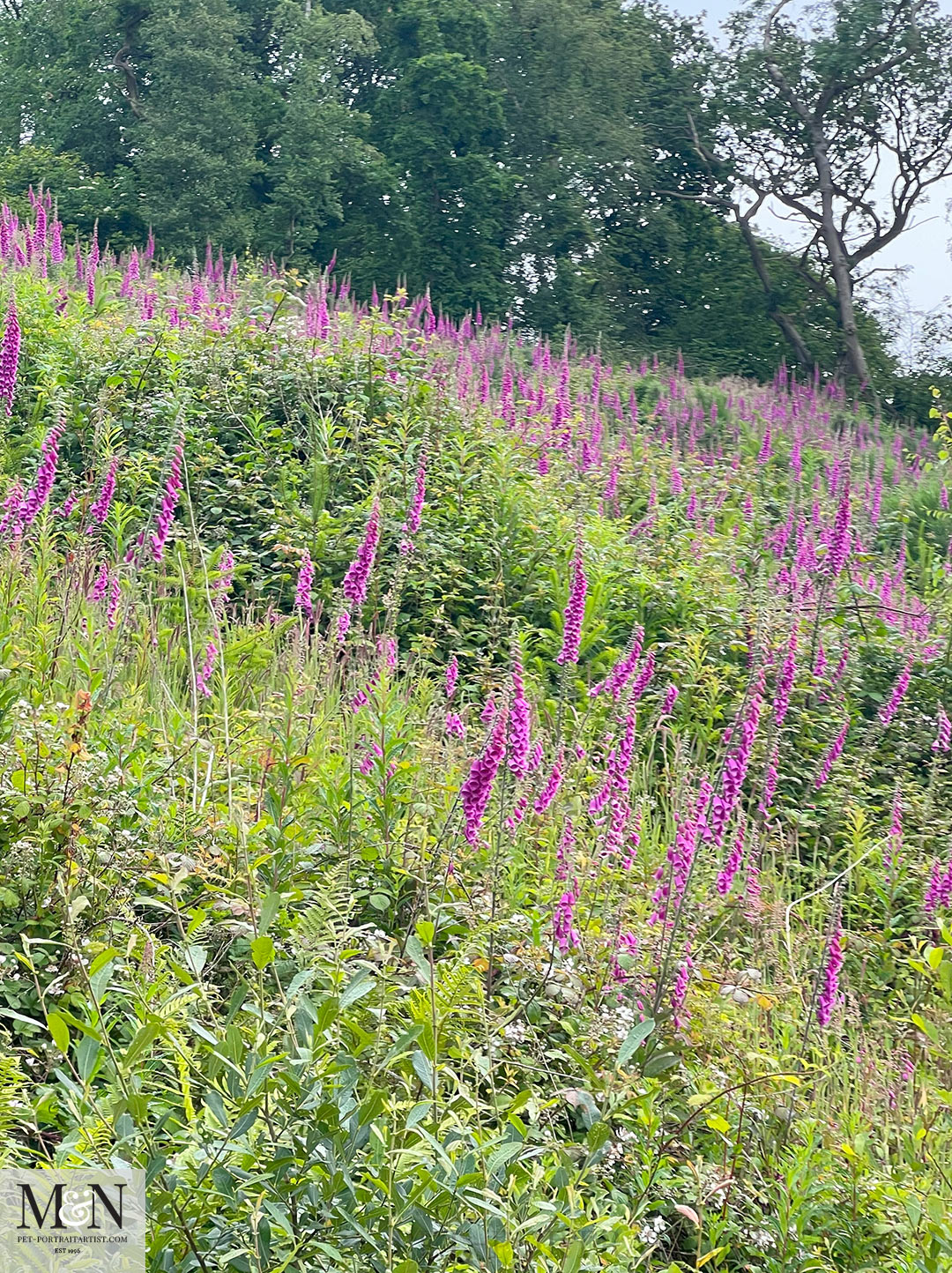 Foxgloves on the Aberaeron to Lampeter Walk