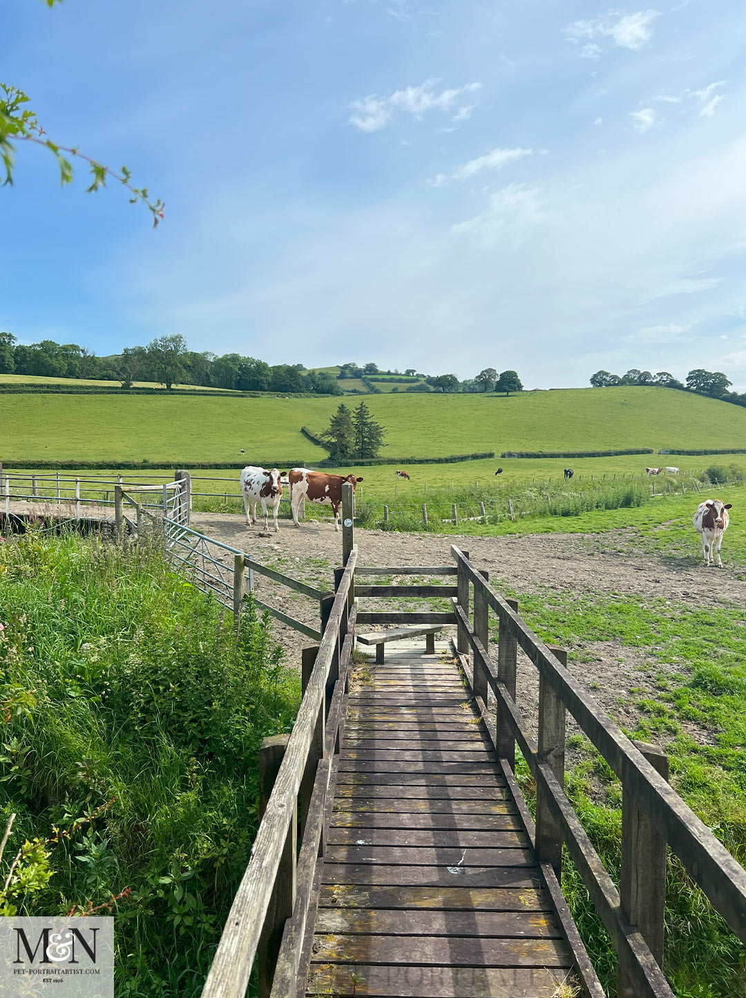 cows on the Aberaeron to Lampeter Walk