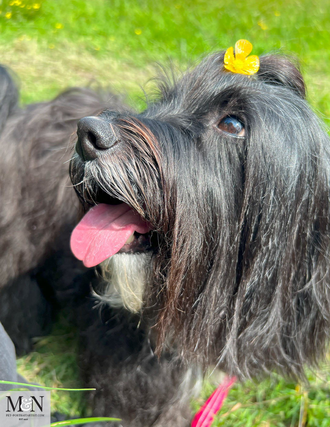 Lily Tibetan terrier