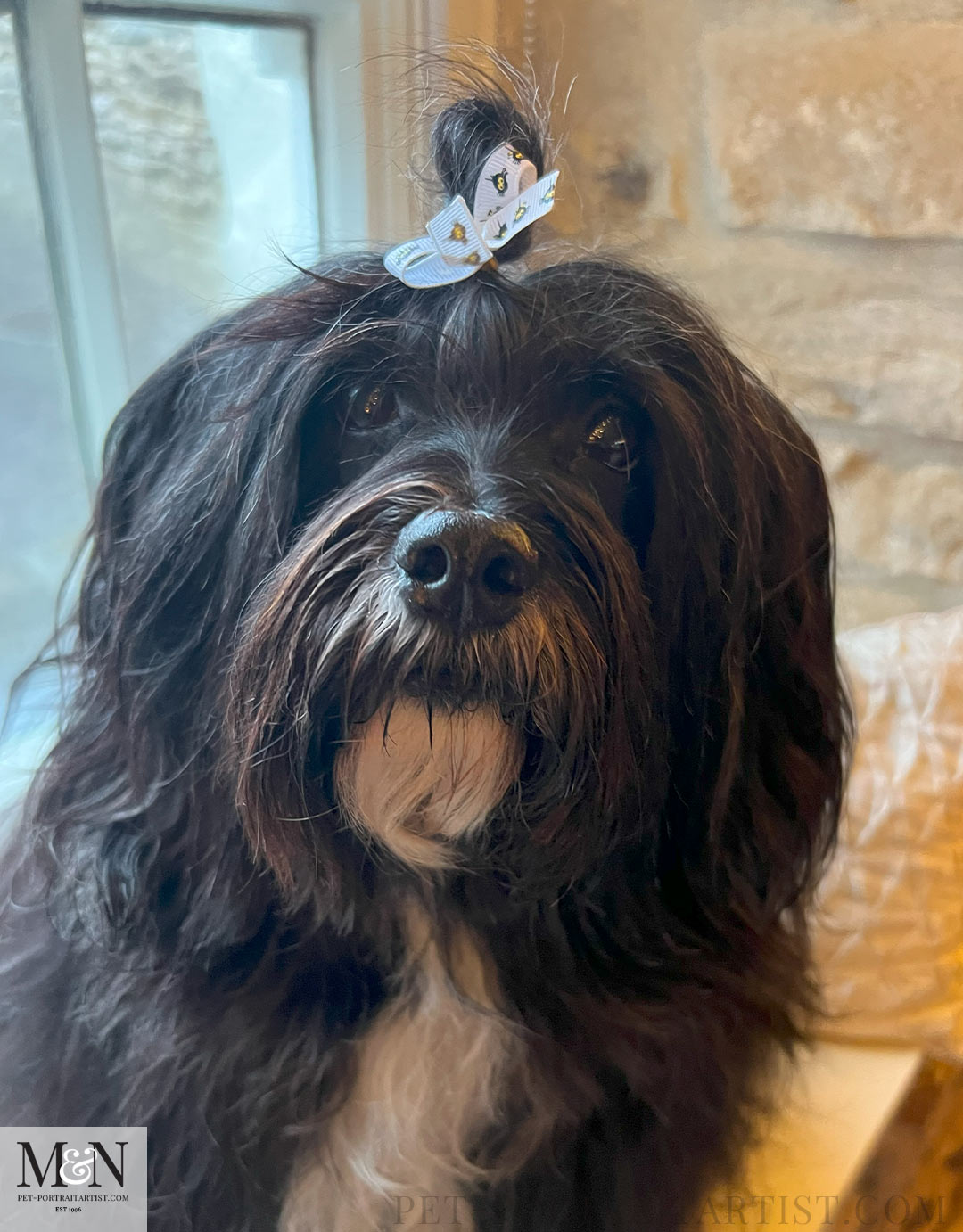 Tibetan terrier Lily who had just been groomed! 