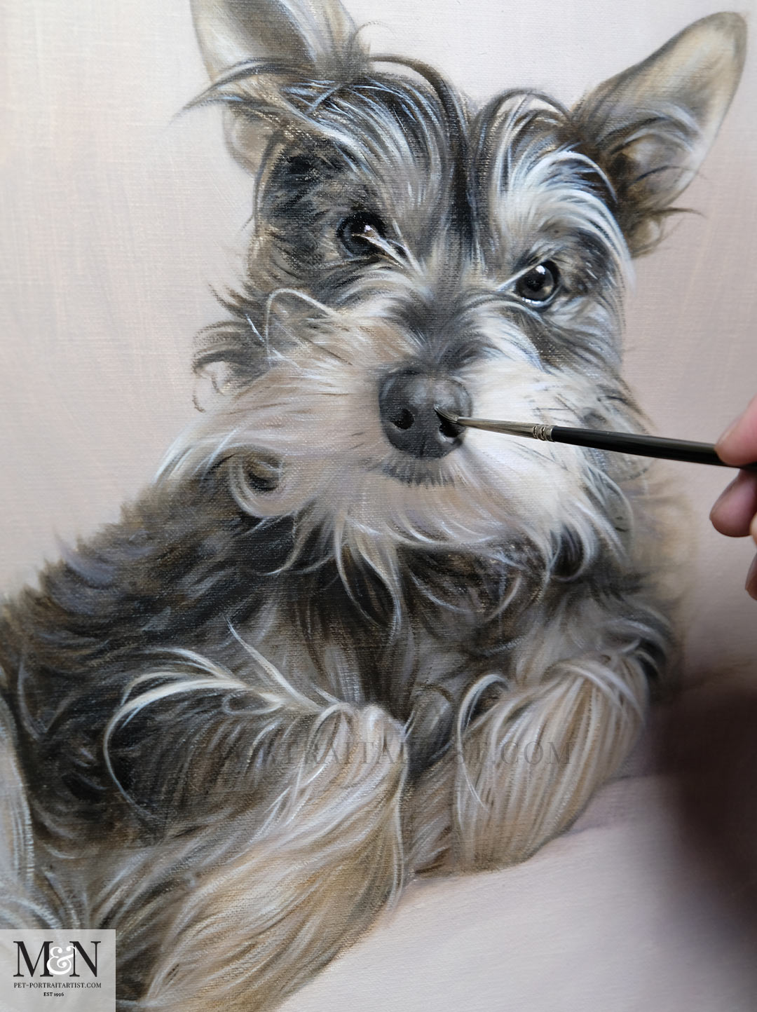 Pet Portraits in Progress by Nicholas Beall