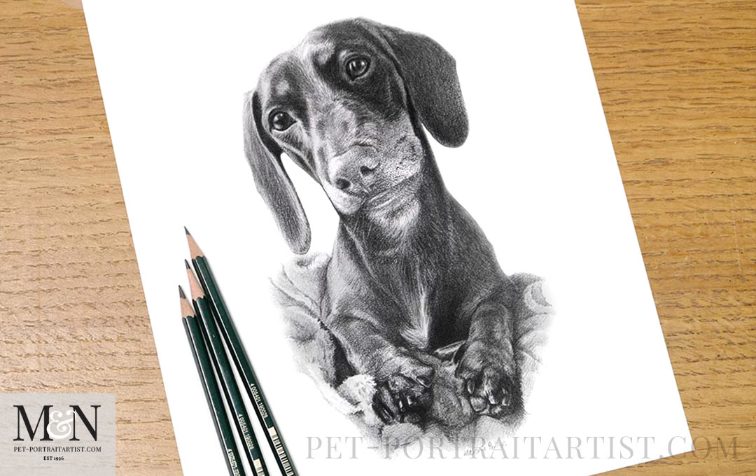 Melanie Phillips Pet Portraits in Pencil