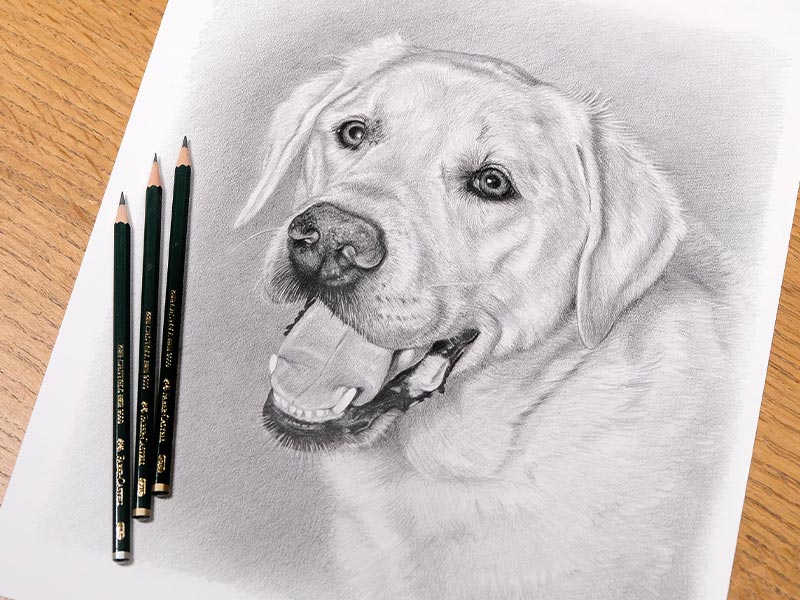 Dexter’s Pencil Portrait – Labrador Drawing