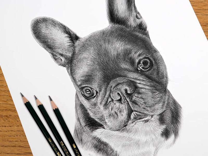 French Bulldog Pencil Drawing of Leon