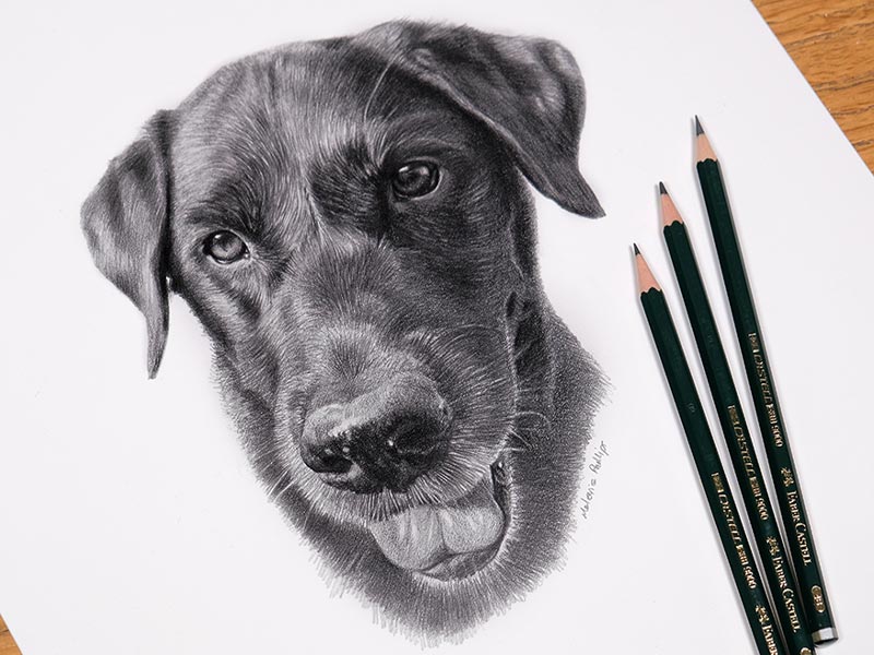 Pencil Pet Portrait of Beano